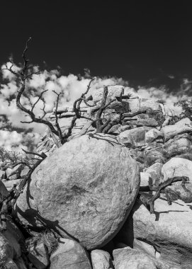 Joshua Tree Ulusal Parkı