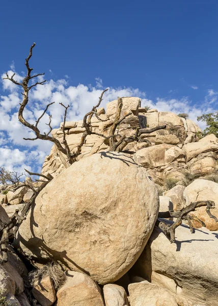 Joshua Tree National Park — Stock Photo, Image