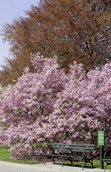 Przystanek tramwajowy w drzewa magnolii — Zdjęcie stockowe