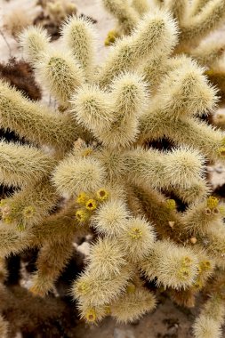 Cholla kaktüs atlama