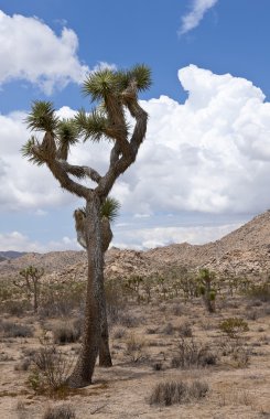 Joshua Tree Ulusal Parkı