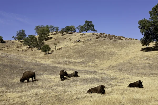 Buffalo Herd — Stock Photo, Image