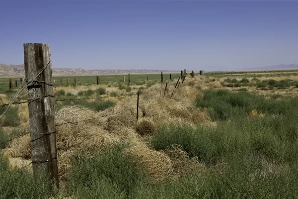 Tumbleweed gräns — Stockfoto