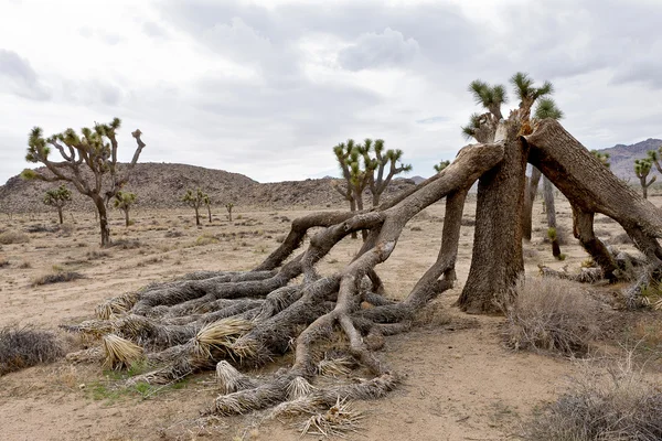 Fallen Joshua Tree — Stock Photo, Image