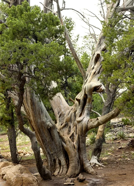 Antiguo pino Bristlecone —  Fotos de Stock