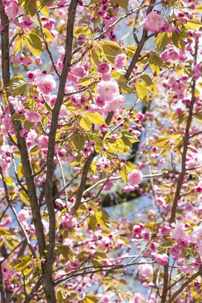 Japanese Cherry Blossoms — Stock Photo, Image