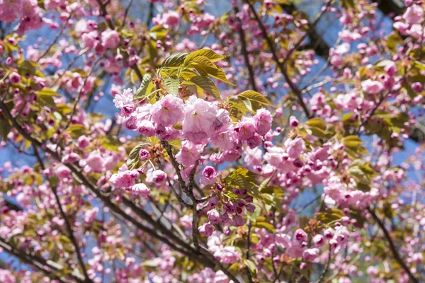 Japanese Cherry Blossoms — Stock Photo, Image