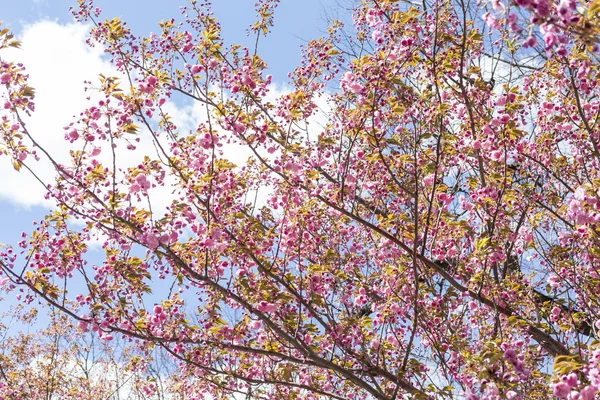 Japanese Cherry Blossoms — Stock Photo, Image