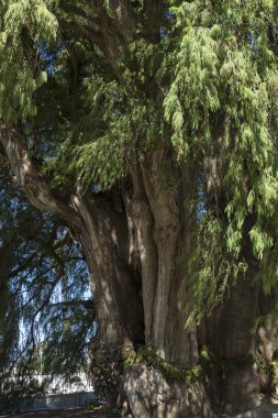 Oaxaca bölge, Meksika