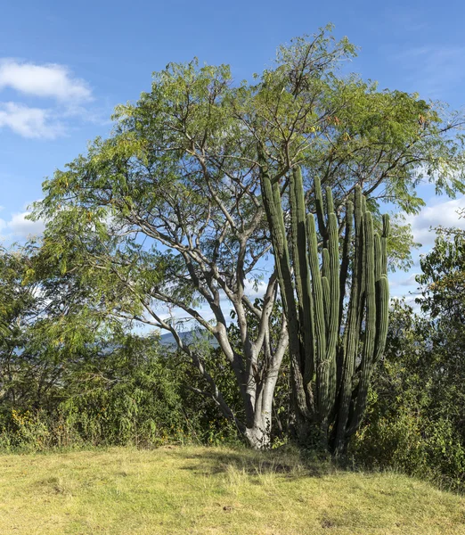 Pachycereus pringlei Kaktus am monte alban — Stockfoto