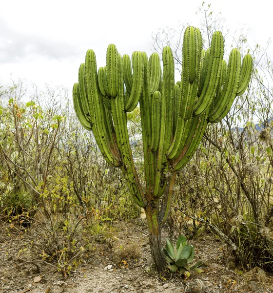 Pachycereus pecten-aboriginum cactus, Yagul, Oaxaca, Mexico — стокове фото