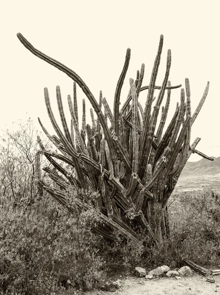 Pachycereus pringlei Kaktus in Yagul, Oaxaca, Mexiko — Stockfoto