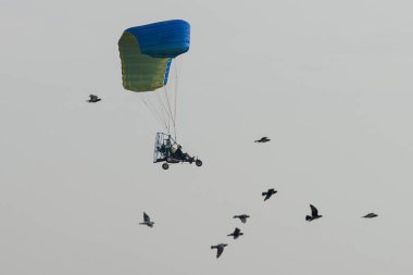 Paramotor kuşlarla çevrili olarak gökyüzünde uçuyor. Paraşüt mavi ve sarı.