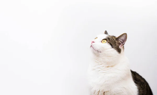 Gato Doméstico Sobre Fondo Gris Mira Hacia Arriba —  Fotos de Stock