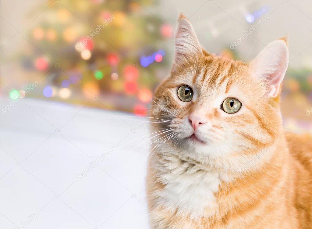 ginger cat on the background of the Christmas tree