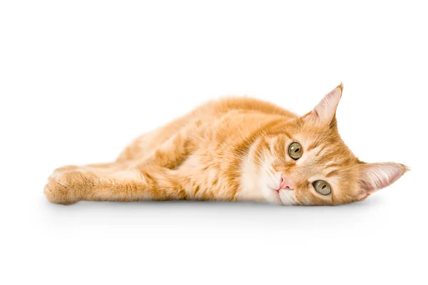 Zázvor Kočka Leží Izolovaném Bílém Pozadí — Stock fotografie