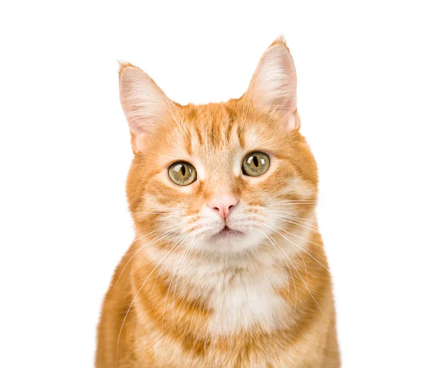 Genç kızıl kedi izole edilmiş beyaz arka plana yaklaş