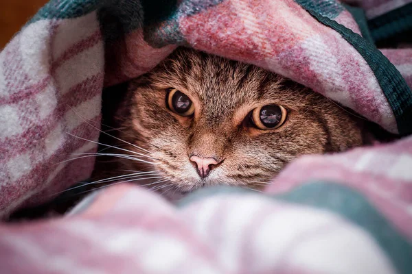 cute cat hiding under the covers