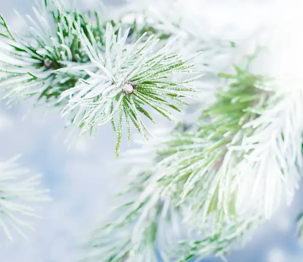 雪の中の松の木の枝を閉じて — ストック写真