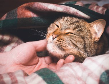 Battaniyenin altında uyuyan sevimli bir kedi. Erkek eli bir kediyi okşuyor