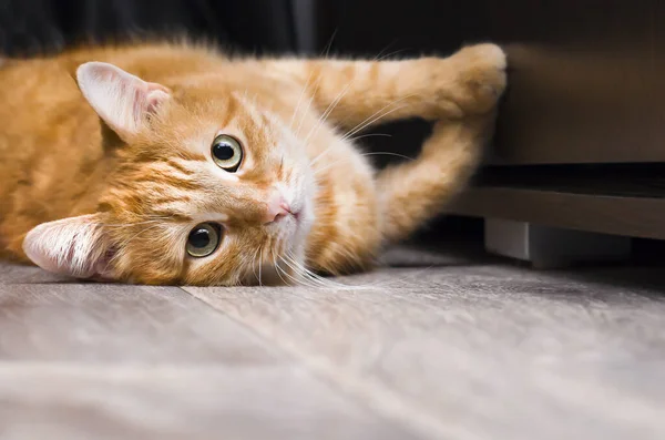 ginger cat stretching lying on the floor