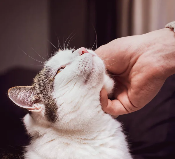 Bir adam mırıldayan bir kediyi okşuyor.