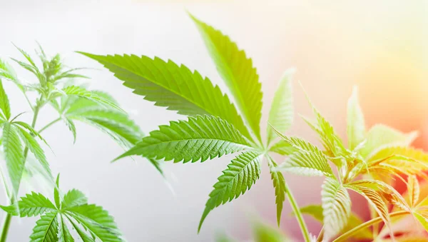 Marijuana Lämnar Närbild Utomhus Naturlig Bakgrund — Stockfoto