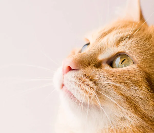 Face Ginger Cat Close — 스톡 사진