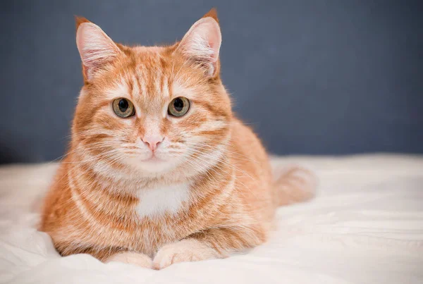 Ginger Cat Lying Bed Looking Camera — 스톡 사진