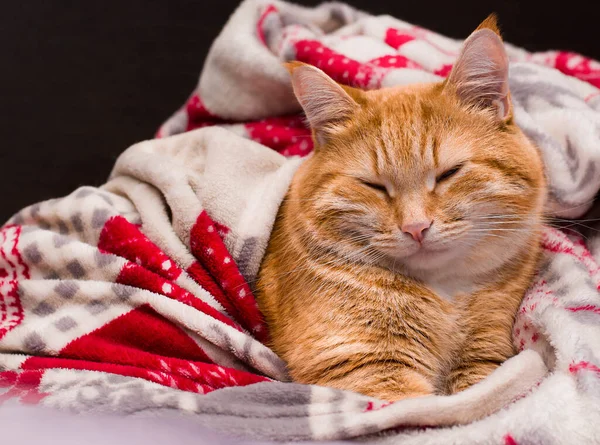 Feliz Gengibre Gato Cochilando Sob Tampas — Fotografia de Stock