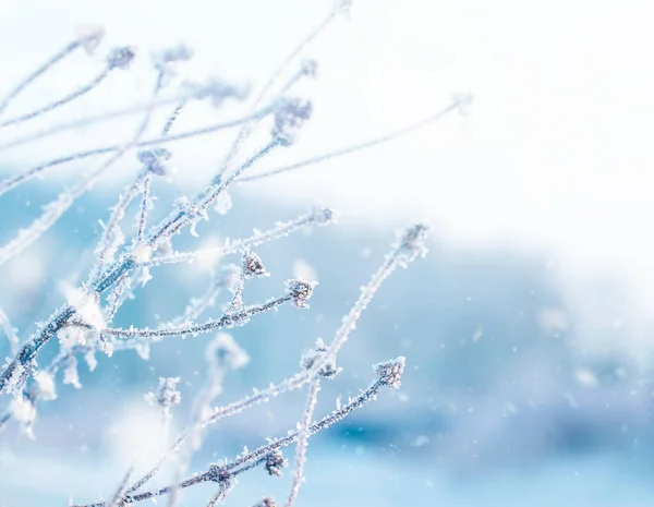 Bevroren Planten Winter Natuurlijke Achtergrond — Stockfoto