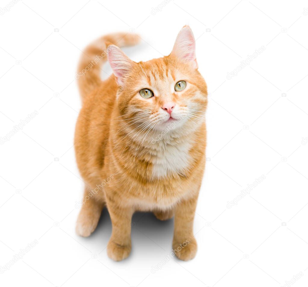 ginger cat sitting on an isolated white background. view from above