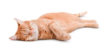 Zencefilli kedi, beyaz arka planda uyuyor.