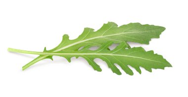 Beyaz arka planda iki roka yaprağı