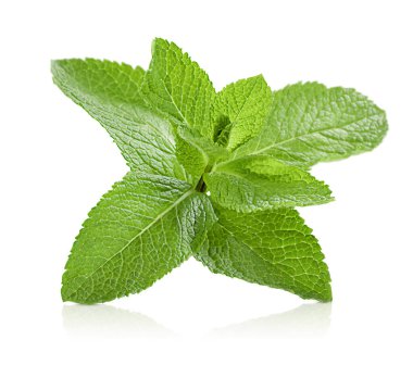 Beyaz izole arkaplanda taze bir nane filizi