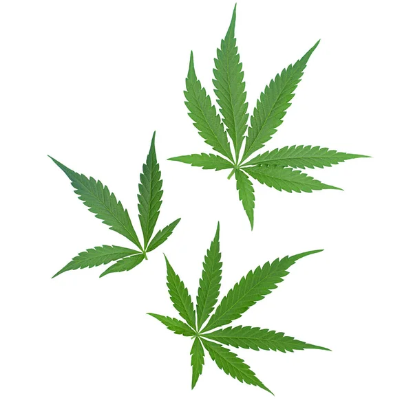 Tres Hojas Cannabis Sobre Fondo Blanco Aislado — Foto de Stock