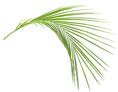 Beyaz izole arkaplanda bir palmiye yaprağı