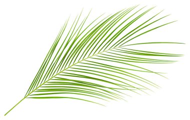 Beyaz arkaplanda izole edilmiş tropikal ağaç yaprağı