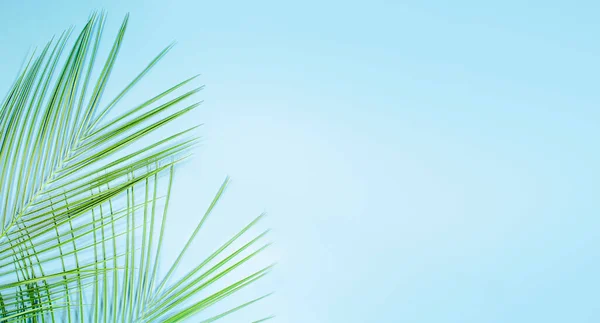 two green leaves of a tropical tree on a blue background