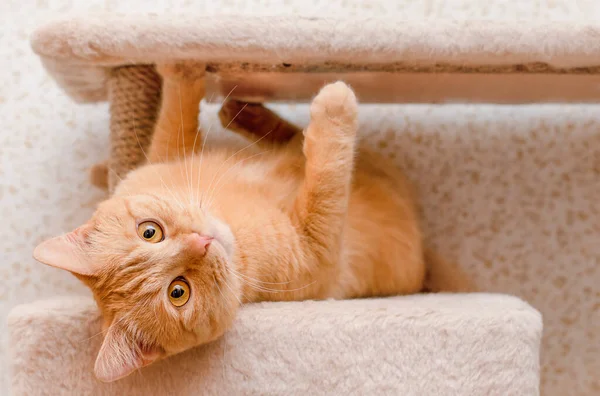 Sırtüstü uzanmış kameraya bakan sevimli kızıl kedi.