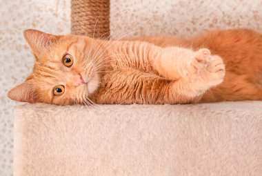 Tatlı kızıl kedi uzanır ve gerinir.