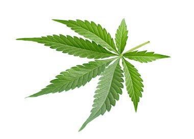 Beyaz izole arkaplanda bir kenevir yaprağı