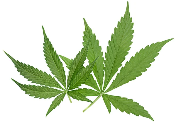 Dos Hojas Cannabis Sobre Fondo Blanco Aislado — Foto de Stock