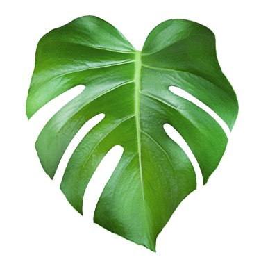 İzole edilmiş beyaz arkaplanda bir canavar yaprağı