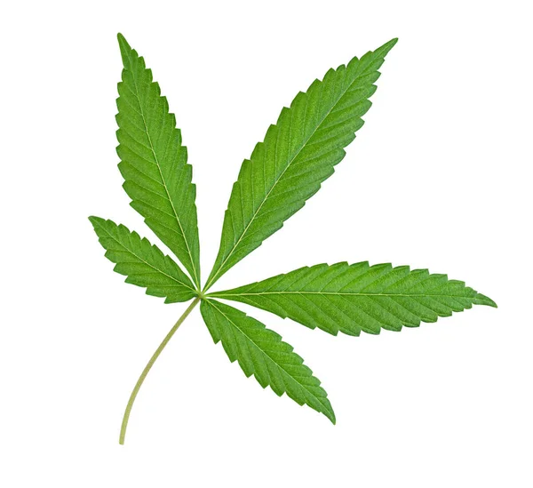 Jeden Liść Marihuany Odizolowane Białe Tło — Zdjęcie stockowe