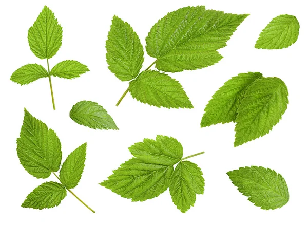 Set Fresh Raspberry Leaves Isolated White Background — Stock Photo, Image