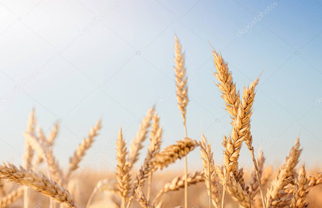 golden ears of wheat on a blue sky background
