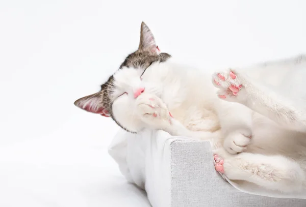 Gato Doméstico Lava Deitado Uma Cama Para Animais — Fotografia de Stock