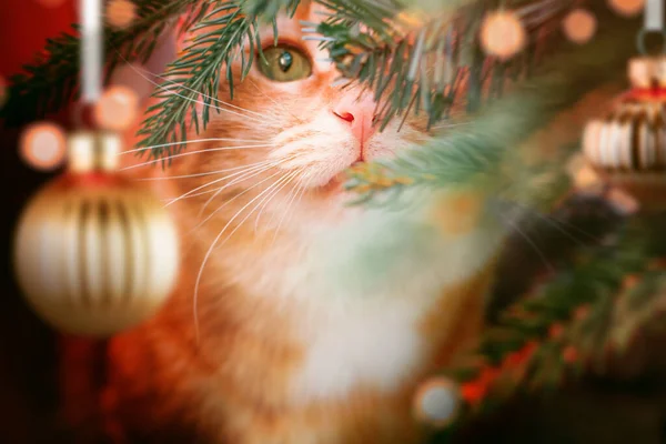 かわいい生姜猫がクリスマスツリーの下に座って — ストック写真