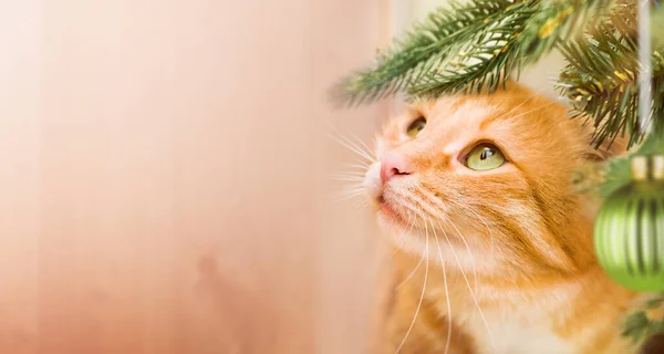 クリスマスツリーの下から国内の生姜猫が — ストック写真
